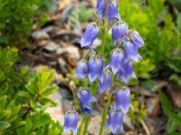 Bärtige Glockenblume blüht am Wegrand